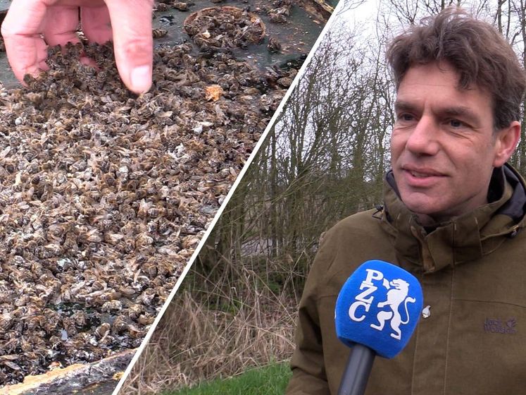 Zeeuwse imkers in zak en as: ‘Bijna al mijn bijen zijn dood’