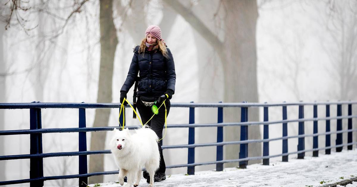 Dierenartsen Waarschuwen Strooizout Kan Honden Doodziek Maken Binnenland Hln Be
