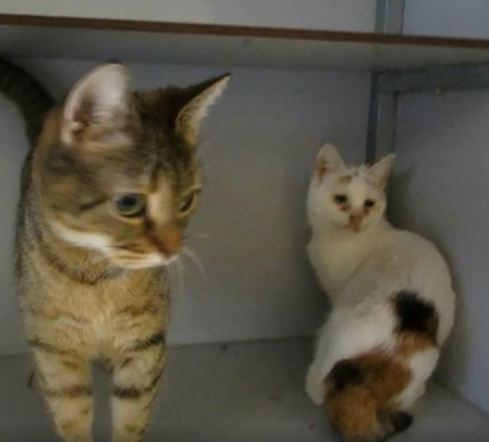 Twee katten gedumpt in reiskoffer in Heerjansdam. De dieren zijn overgebracht naar dierenasiel Louterbloemen in Dordrecht.