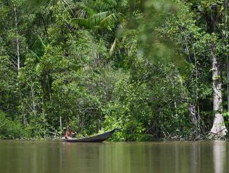Ontbossing Braziliaanse Amazonewoud op laagste niveau sinds 2018: dagelijks half Zoniënwoud gekapt