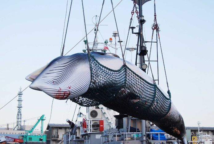 Een walvis wordt van boord gehesen in de haven van Kushiro op het Japanse eiland Hokkaido in september 2017. Japan maakt vanaf vandaag opnieuw openlijk jacht op walvissen voor commerciële doeleinden.