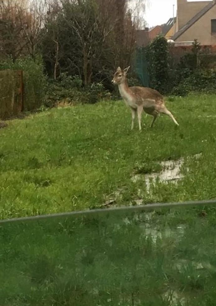 Een buurtbewoonster nam een foto vanuit de wagen.