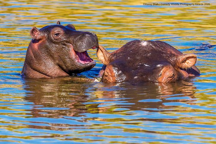 Voici les photos d'animaux les plus drôles de l'année