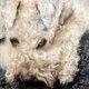 Verschrikkelijk: blind hondje van 11 aangevallen
