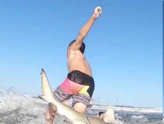 GoPro filmt hoe haai surfertje (7) plots van zijn plank kegelt