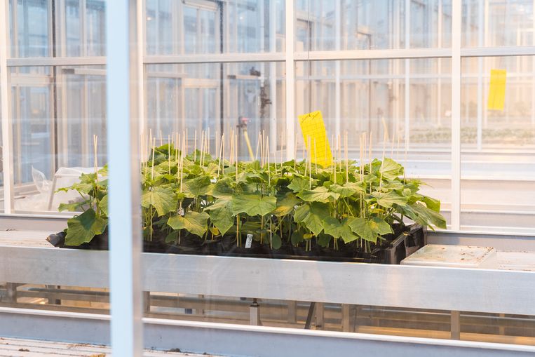 Het laboratorium van Rijk Zwaan in De Lier. Beeld Jiri Buller