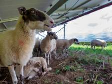 Permanente begrazing op Brummens zonnepark, maar wel met andere schapen: ‘Deze springen niet op de panelen’