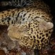 Nu hun tijgers op zijn, halen de Chinezen tot pasta gekookte jaguars uit Suriname