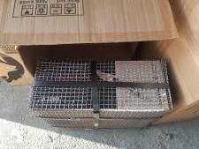 Verdachte illegaal vuurwerk in Woudenberg kan rekenen op harde aanpak
