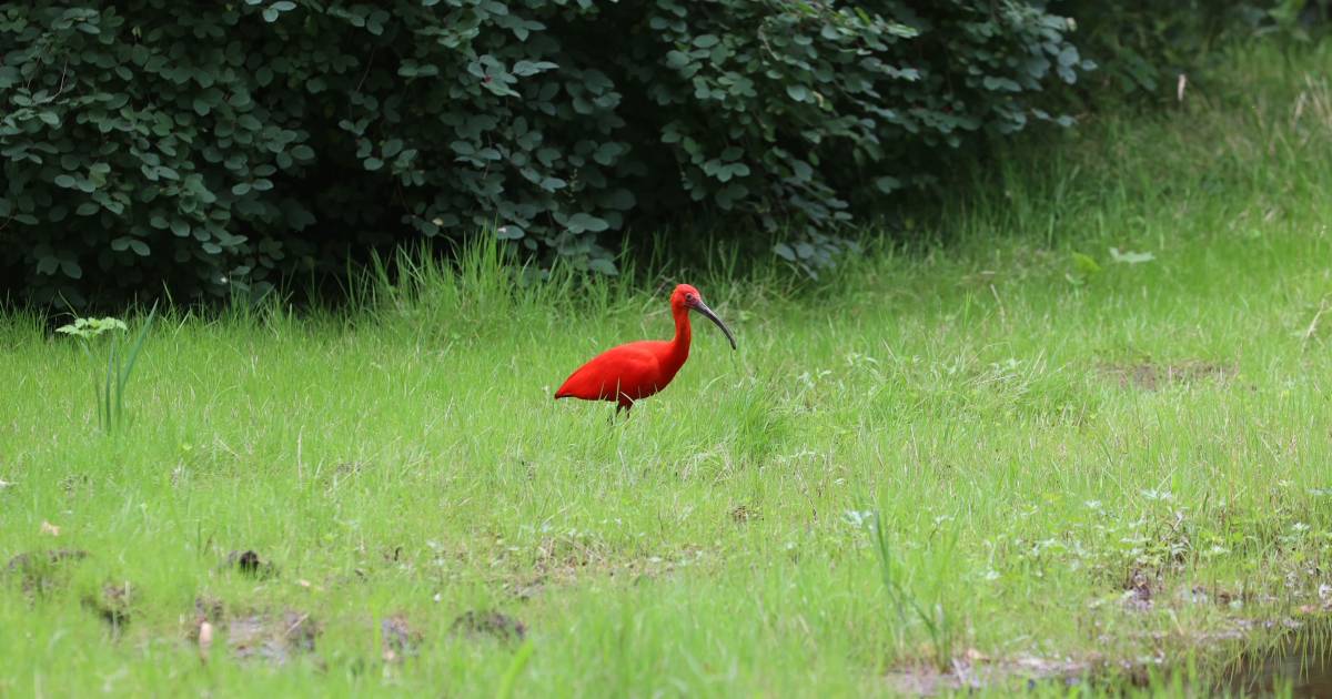Bijzondere Vogel Gespot In Eindhoven Rode Ibis Trekt De Aandacht Eindhoven Ed Nl
