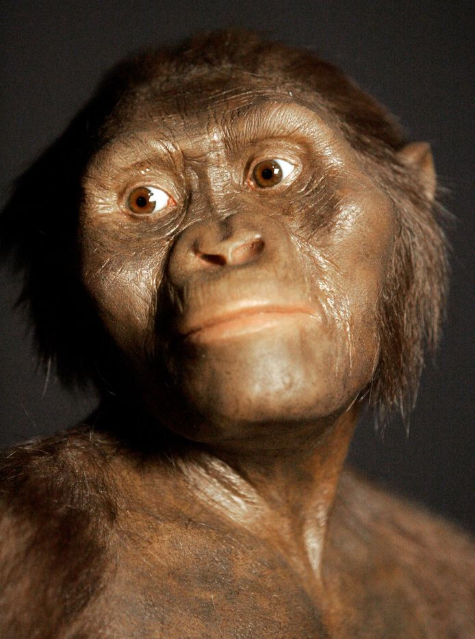 Een 3D-weergave van hoe Lucy eruit zou hebben kunnen zien, door het Houston Museum of Natural Science.