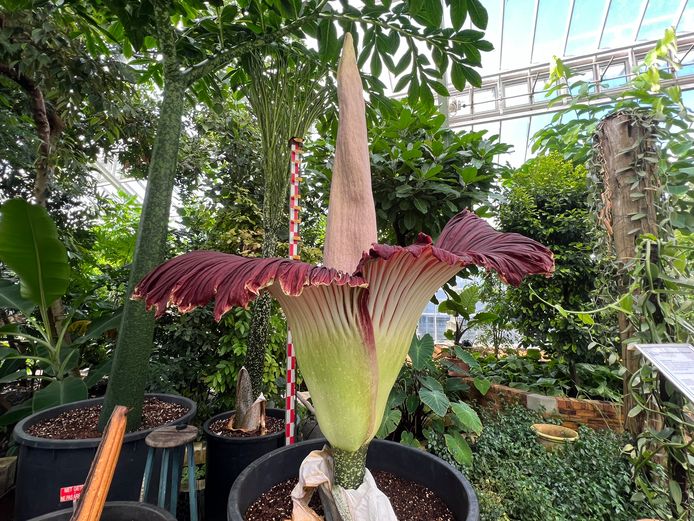 De reuzenarondskelk staat in bloei in de Plantentuin in Meise.