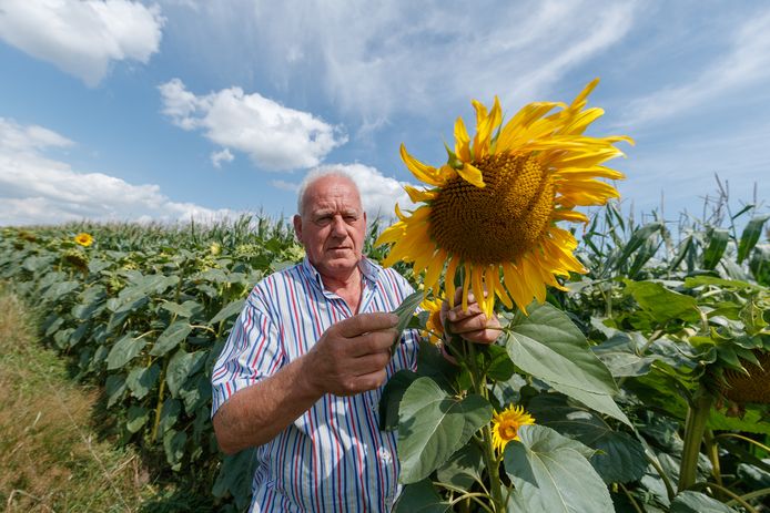 Henk Boot uit Etten-Leur is een pilot gestart. Bij 4 agrariërs in de regio zijn zonnebloemen rondom maïsvelden geplant om biodiversiteit te vergroten.