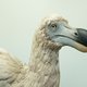 Amerikaanse wetenschappers willen de dodo terugbrengen, maar waarom is dat precies een goed idee?