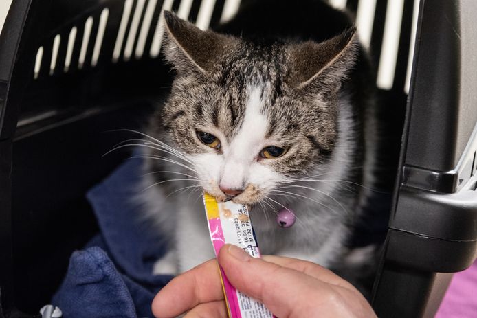 Slaapkamer Dag Een zin Alle katten verplicht aan de chip, dit asiel nam daar vandaag vast een  voorschot op: 'Onwijs belangrijk' | Amersfoort | AD.nl