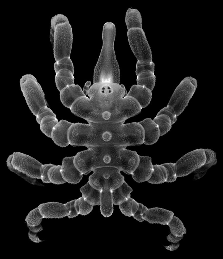 Sea spiders can regrow lost body parts and organs