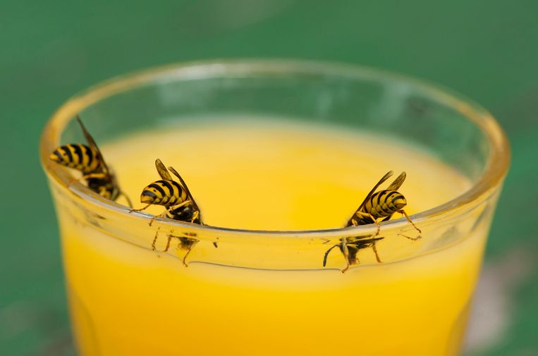 Wespe sticht in kitzler