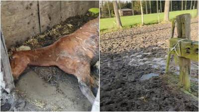 Politie laat paarden in beslag nemen na vaststelling van zware verwaarlozing, één dier ter plaatse ingeslapen