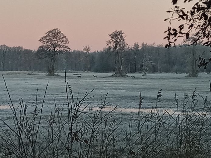 Tijdens een korte en zeer koude wandeling met mijn kleine viervoeter vanochtend, zag ik dit prachtige tafereel bij Wisselse veen, nabij Epe, zegt Hermien Bosman.