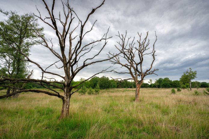 Natuurgebied Kampina tussen Boxtel en Oisterwijk. Foto ter illustratie.