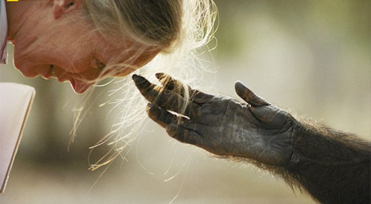 Jane Goodall werd bekend als primatoloog, maar ziet haar werk inmiddels veel breder. 'Vanaf 1986 ben ik begonnen met vertellen over de problemen die wij mensen de aarde toebrengen en hoe we die kunnen oplossen.' Beeld Jane Goodall Instituut