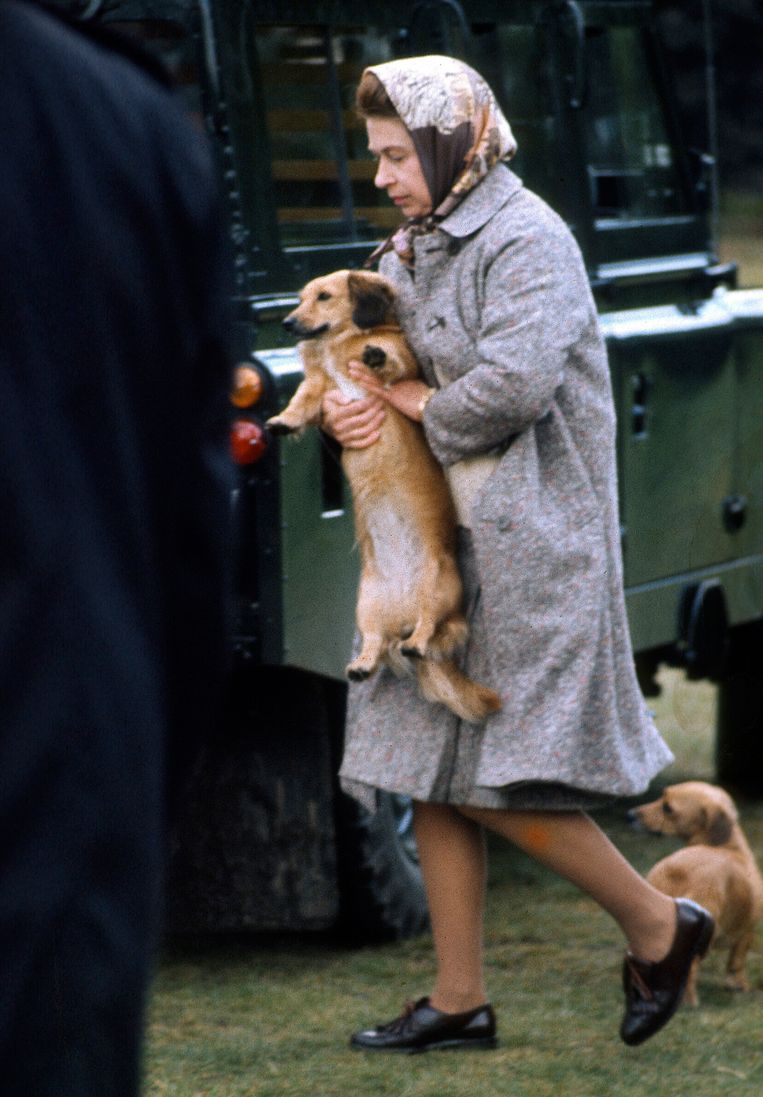 Elizabeth en haar honden in Windsor Park in 1977.  Beeld Getty Images