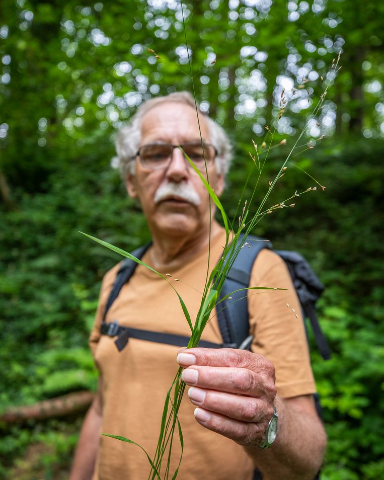 Van Westreenen bekijkt een pluk  éénbloemig parelgras (Melica uniflora). Beeld Laurens Eggen