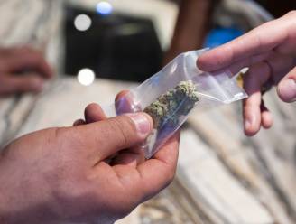 Ouders schakelen 14-jarige zoon in voor hun drugshandel: “Cannabis kweken was zijn hobby”
