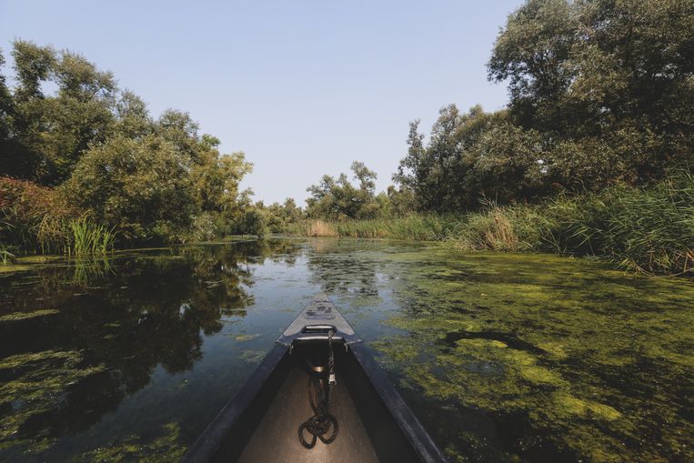 De Biesbosch is een gigantisch doolhof aan meren en plassen waarin het heerlijk verdwalen is. Beeld Ines Goovaerts