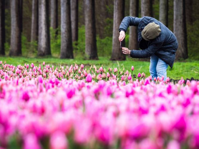 Boeren kijken niet uit naar stormloop op tulpen: ‘Elke kapot getrapte bloem kost me 10 cent’