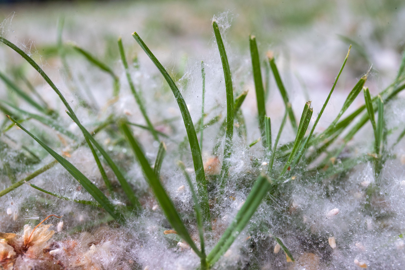 Hele veldjes zijn ‘ondergesneeuwd’. Wat is dat toch, dat dwarrelende witte pluis in Gouda