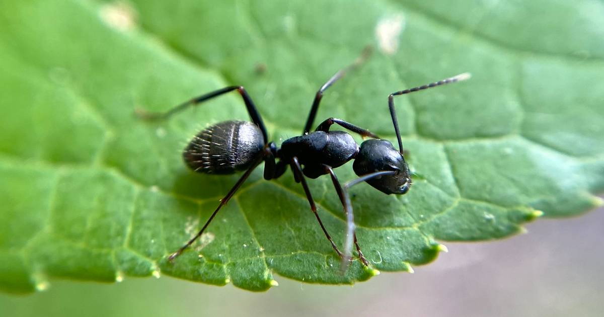 Mieren Bestrijden? Gebruik Gewoon Groene Zeep | Tuintips | Ad.Nl