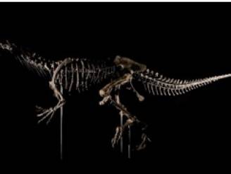 Belgische wetenschappers ontdekken nieuwe roofdinosaurus