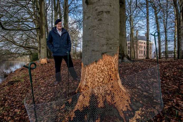 Bevers knagen aan bomen op landgoed kasteel Amerongen. Op de foto Herman Sietsma directeur kasteel Amerongen.