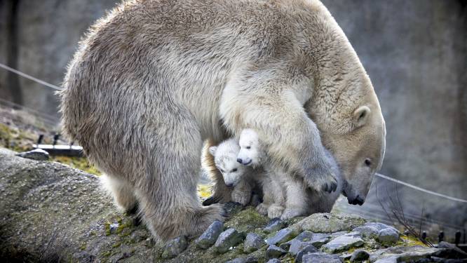 Blijdorp in rouw: 20 kilo zware tumor wordt ijsbeer Olinka fataal