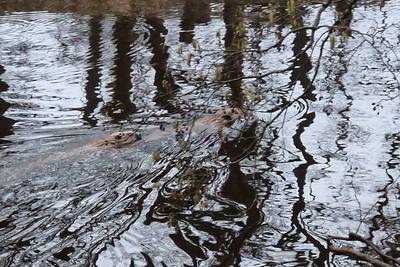Ineens zwemmen meneer en mevrouw Bever in hartje Griendtsveen voorbij: ‘Trokken zich niets aan van m