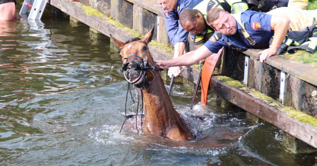 Paard valt in het kanaal in Aadorp