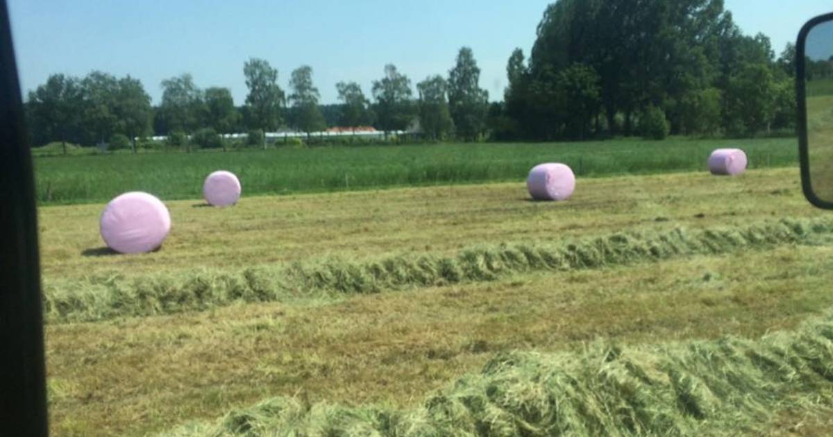 heerser Dusver weduwe Roze hooibalen kleuren de weilanden van Schijndel roze | Schijndel | bd.nl