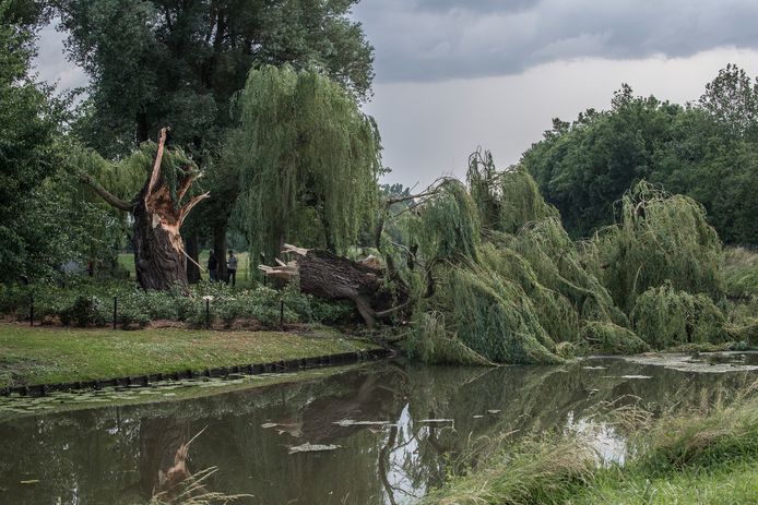 In Zoelen bij Tiel sneuvelde deze boom op 18 juni
