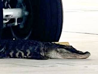 Alligator doet op wel heel onhandige plek een dutje