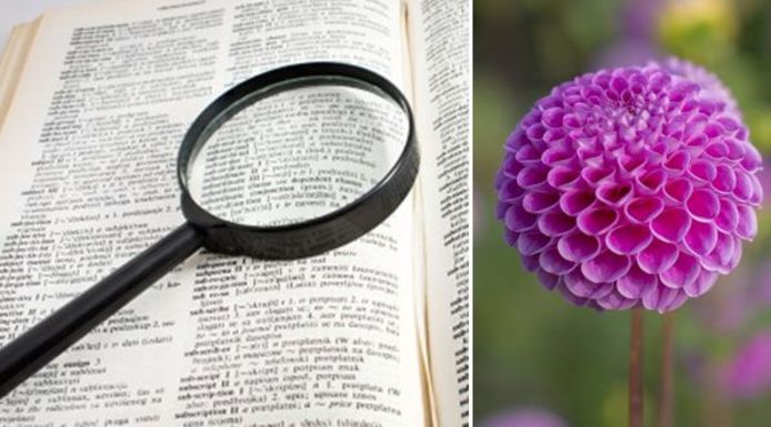Bloemrijke taal in Zundert? In elk geval voer voor een verklarende woordenlijst
