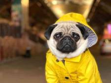  Vanessa verkoopt een regenjas speciaal voor honden: ‘Mijn hond heeft zelfs regenlaarsjes’
