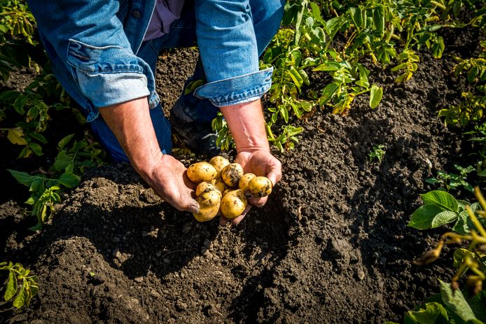 Met het uit de grond halen van de aardappels is de boer er nog niet. Ze moeten nog opgeslagen worden, maar hoe?