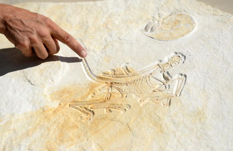 Een fossiel van een archaeopteryx Beeld epa