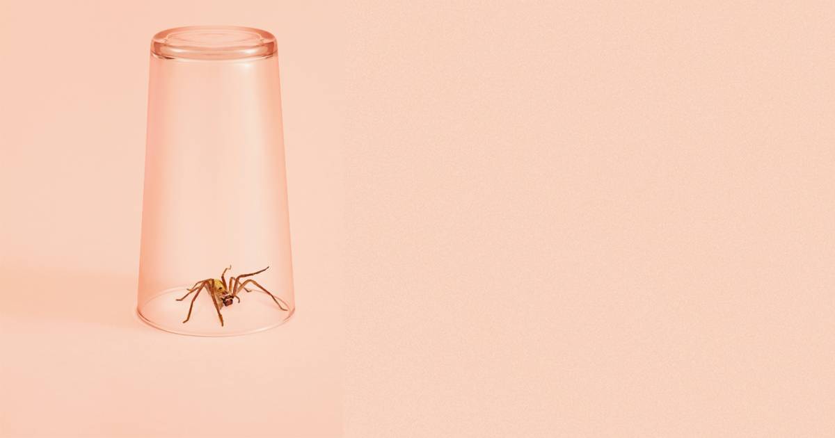 Waarom zijn zoveel mensen bang van spinnen? Gezond & Gelukkig hln.be