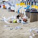 11.555 kilo afval van stranden gehaald