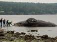 Zeven walvissen in één weekend aangespoeld in Alaska: ondervoed door smeltend zee-ijs