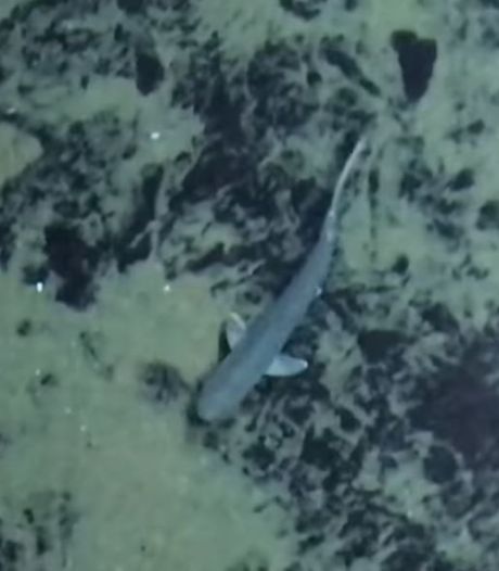 Daar Is Ie Dan Babyolifantje Geboren In Blijdorp Rotterdam Ad Nl