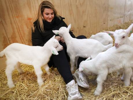 Mensen massaal op kraambezoek in Ouddorp: eerste lammetjes bij De Mèkkerstee geboren