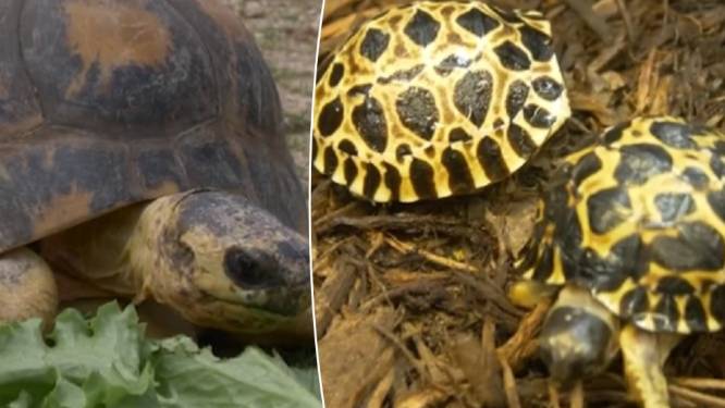 Schildpad ‘meneer Pickles’ op 90-jarige leeftijd voor het eerst vader geworden